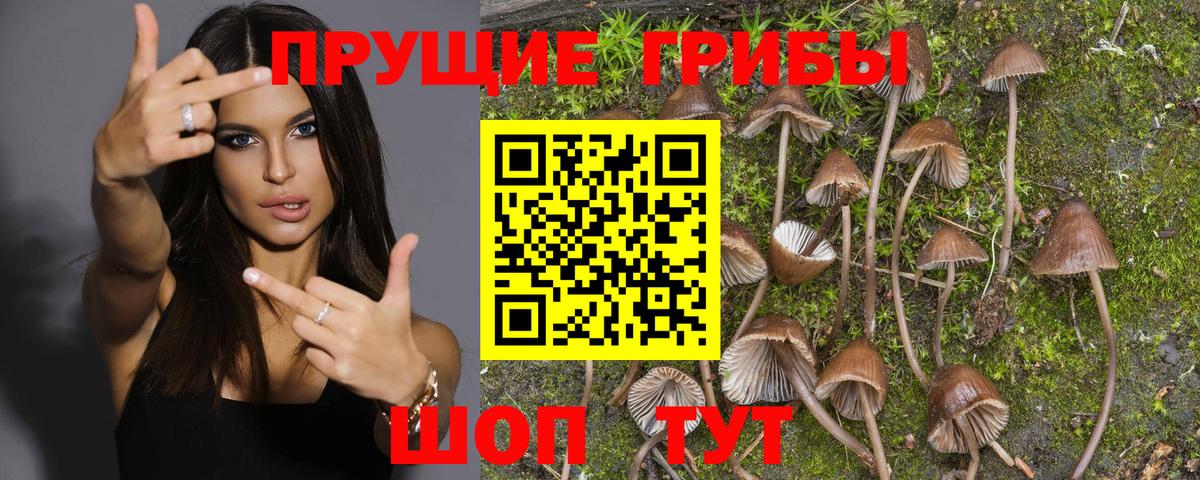 Псилоцибиновые грибы мухоморы Минусинск